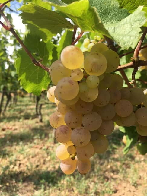 Vgtlinshoffen: Alsace Wine Tasting - What to Expect During the Tour