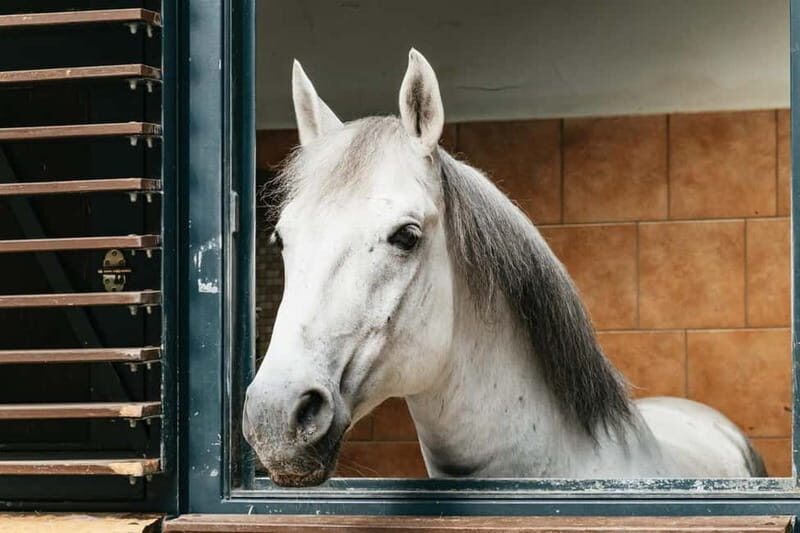 Vienna: Spanish Riding School Guided Architectural Tour - The Guide and Personal Experience  