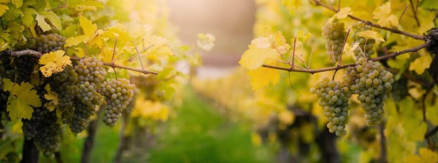 Vienna: Surroundings Sip & Savor Tour - What Makes This Tour Stand Out