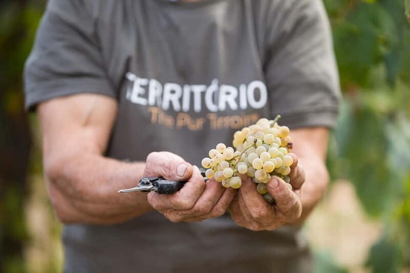 Vinho Verde: Private Wine Tasting w/ Tapas & Fortress Visit - Discovering the Heart of the Green Wine Region