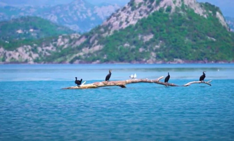 Virpazar : Skadar Lake Group Tour With Bird watching - What’s Included and What You Should Know
