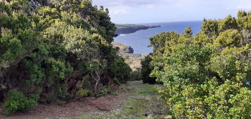 Visit a Farm on the Island of Pico - What to Expect on the Tour