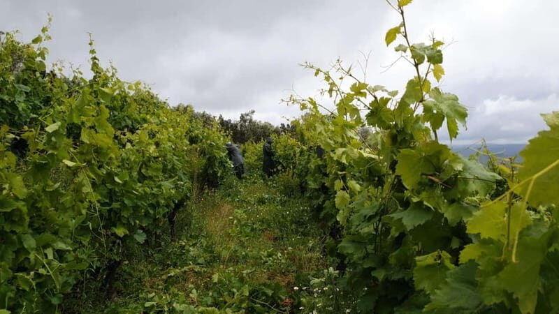 Visit Quinta de Sobre a Fonte with wine tasting and transportation - The Itinerary: A Closer Look