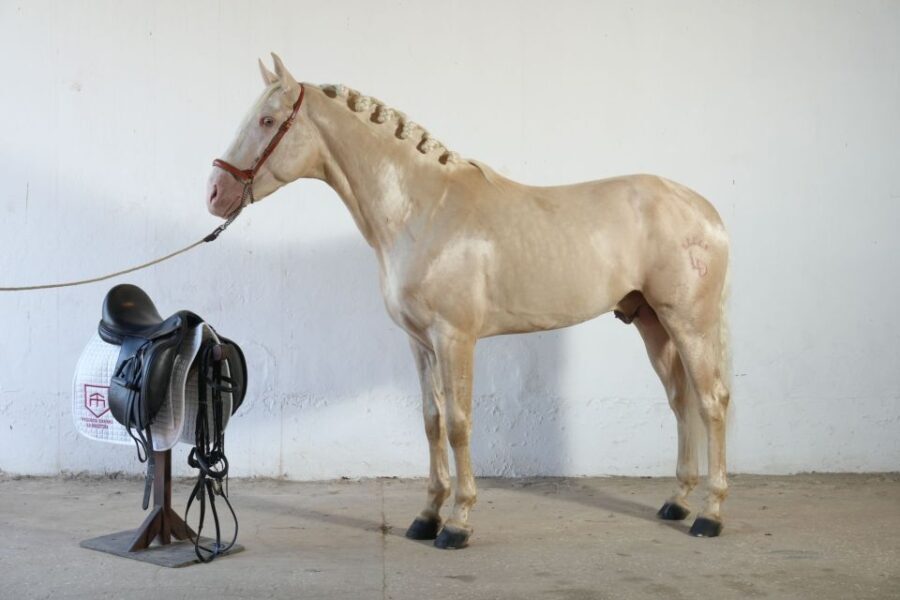 Visit to Angostura Stud + Wine - Who Will Love This Tour?