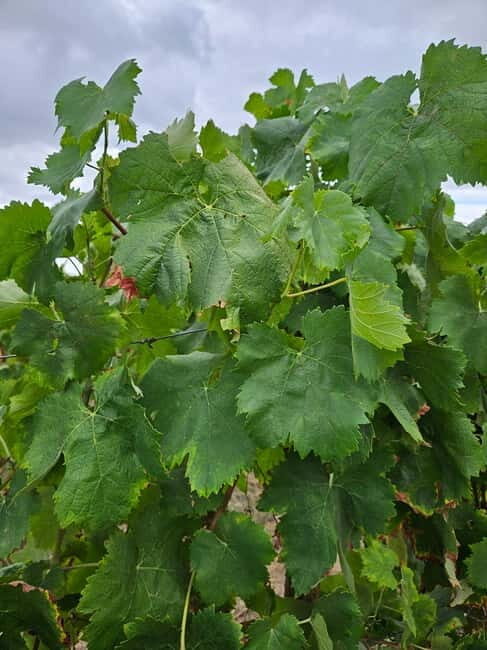 Visit to Quinta de Sobre a Fonte with wine tasting - pet friendly - The Itinerary in Detail