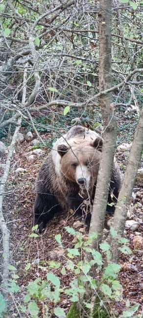 Visit to the bear wildlife area and the medieval tower - Analyzing the Experience: Price, Time, and Accessibility