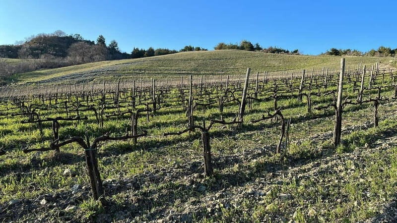 Walk through the vineyard with tasting - Who Would Love This Tour?