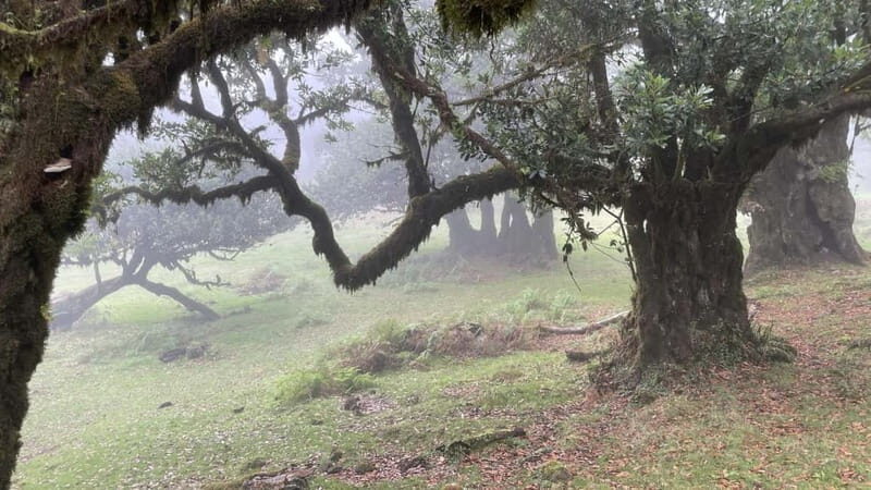 West of Madeira: Guided Tour with Fanal Forest - The Practicalities and Value