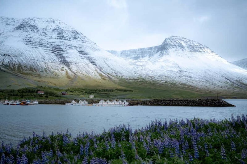 Westfjords Express Tour of Fishing Villages from Ísafjörður - Why This Tour Stands Out