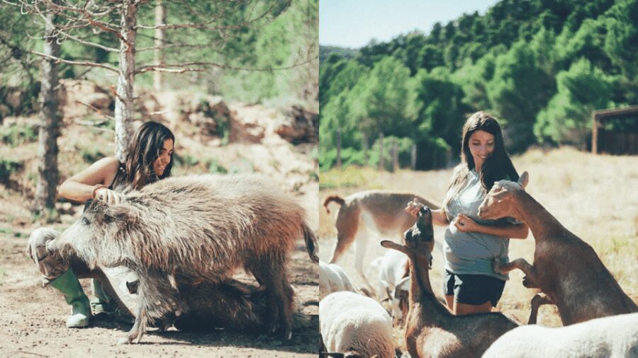 Wild Forest Reserve Foundation - Visit - Exploring the Wild Forest Reserve Foundation Experience
