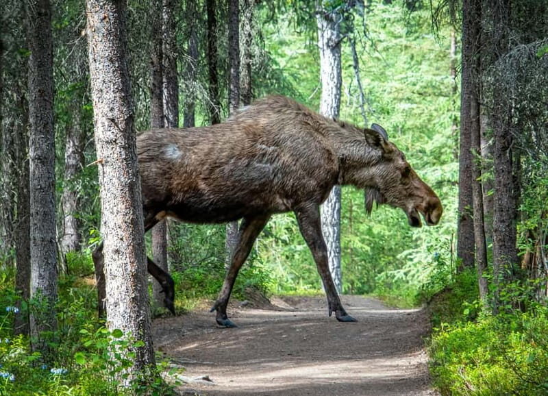 Wildlife safari with campfire dinner from Helsinki - Why This Tour Offers Good Value