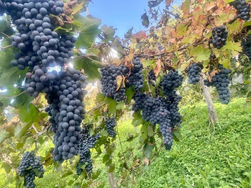 Wine tasting tour and traditional lunch in the hills of the Amalfi Coast - The Family-Run Winery: Authentic and Educational