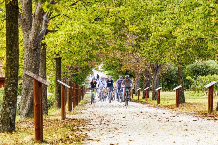Wine tasting tour with olive oil and salami - What to Expect: A Genuine Taste of Emilia-Romagna