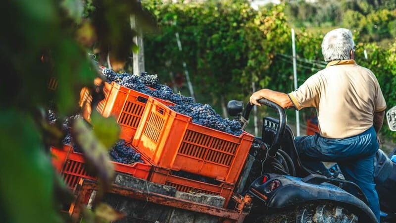 Wine Tasting & Vineyards Escape near Tirana - Who Will Love This Tour?