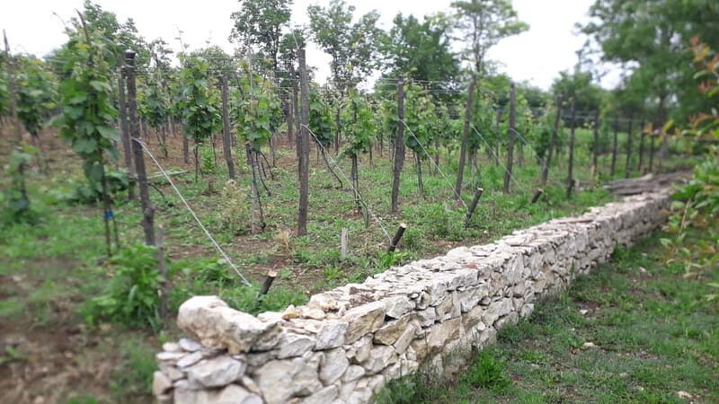 Wine Tour by Winemaker - The Tour in Detail: What to Expect