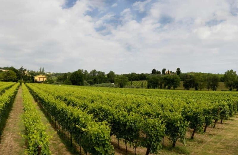 Winery Tour with Wine & Food Tasting near Riccione & Rimini - An In-Depth Look at the Experience