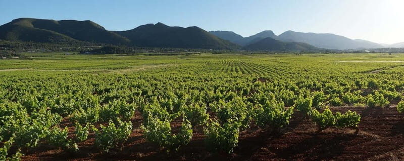 Xalo: Vineyard Tour with Wine Tasting and Snacks - The Practicalities: What to Know Before You Go