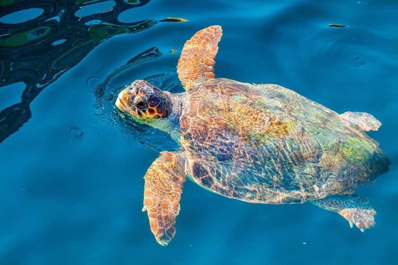 Zakynthos: Turtle Island and Keri Caves Half-Day Tour - What Makes This Tour Stand Out
