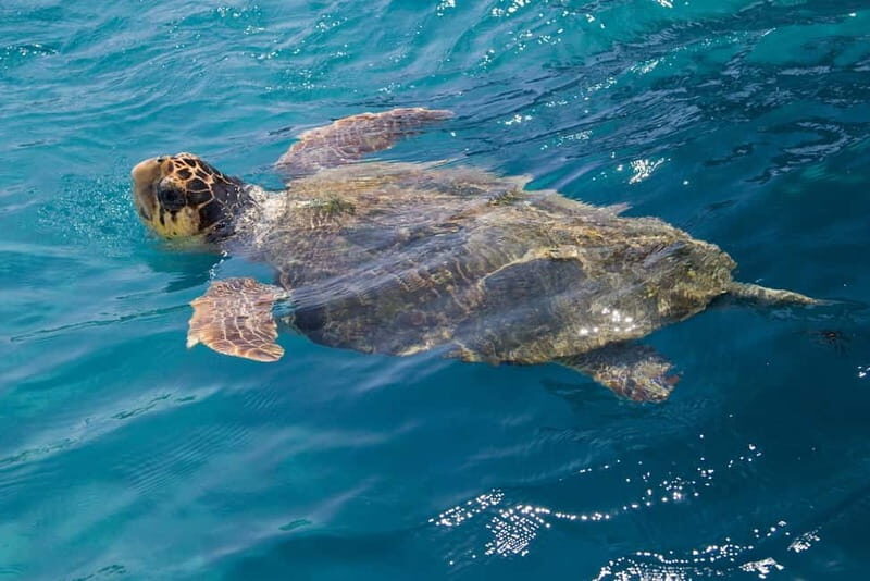 Zakynthos: Turtle Spotting Cruise with Glass-Bottom Boat - A Closer Look at the Experience  