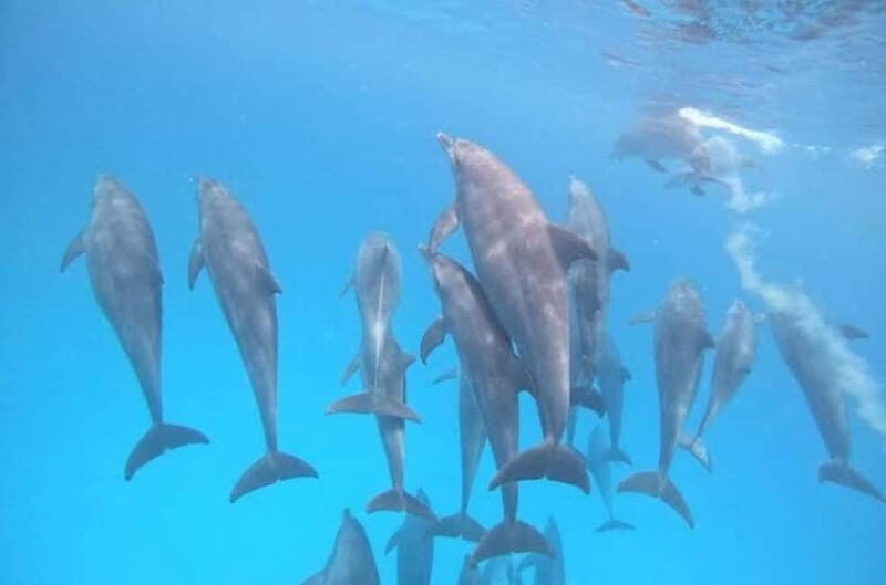 ZANZIBAR: Dolphins tour, Baraka Aquarium & Spice farm - Exploring the Itinerary: What You Can Expect