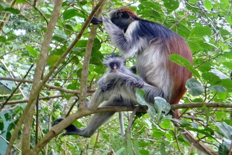 Zanzibar: Prison Island, Spice Farm Tour & Jozani with Lunch - The Spice Farm: A Feast for the Senses