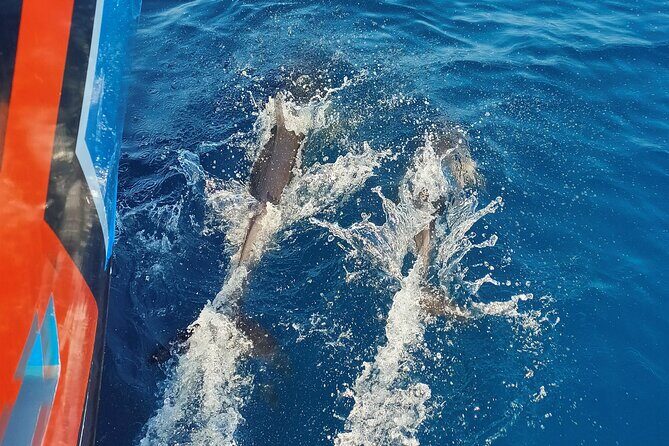 Benagil Caves and Dolphin Watching - 2.5h - The Itinerary: What to Expect