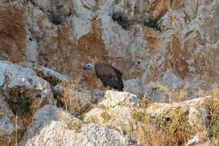 Cruise at Golden Beach and Blue cave, explore island Plavnik - Practical Details & Value