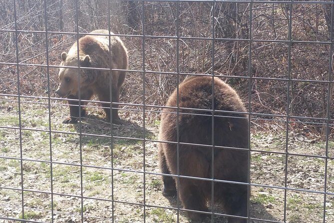 LiBearty Bear Sanctuary Zarnesti Small-Group Trip from Brasov - The Practical Side: Cost, Duration, and What’s Included