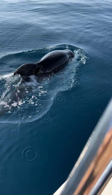 Makarska:Private halfday boat tour,Hvar,blue Cave or Brac - Detailed Review: A Closer Look at the Experience