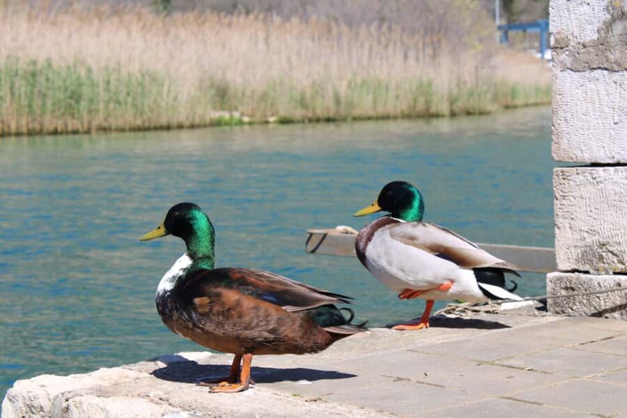 Ombla River Paddleboarding Tour in Dubrovnik with Snacks - Scenic Photo and Swim Stops