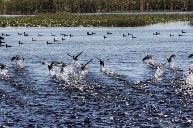 1 Hour Florida Everglades Wildlife Tour - The Itinerary: What You Can Expect