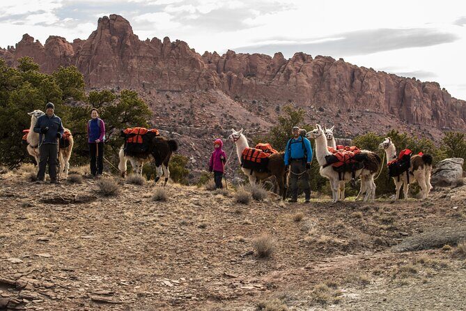 1-Hour Llama Hike Family Friendly and Fun - The Scenic Route: Water-pocket Fold and Holt Draw