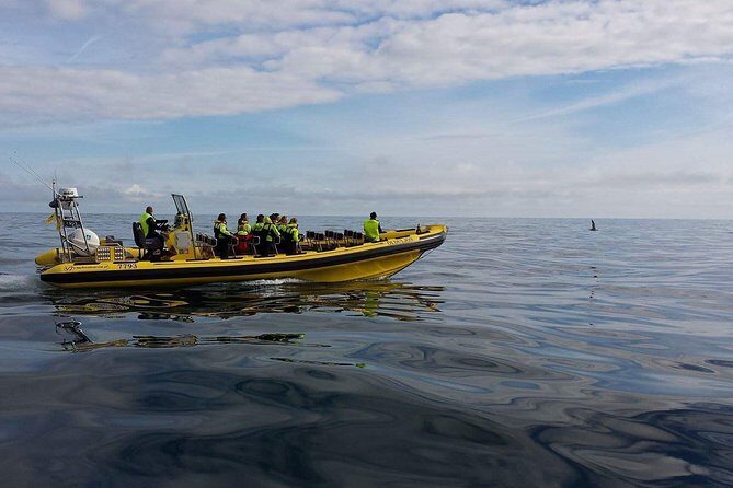 1-Hour Small Group Sightseeing Boat Tour in Vestmannaeyjar - Who Will Love This Tour?