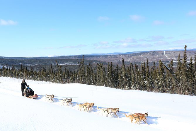 1 hour Winter Dog Sledding in Fairbanks - What To Expect at the Venue