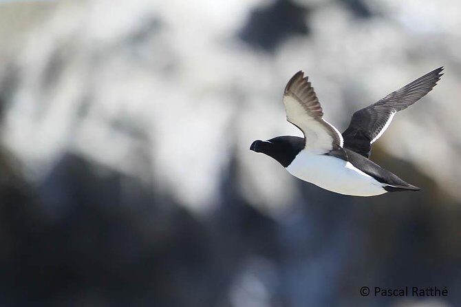 1000 Little Penguins Cruise - What Do the Reviews Say?