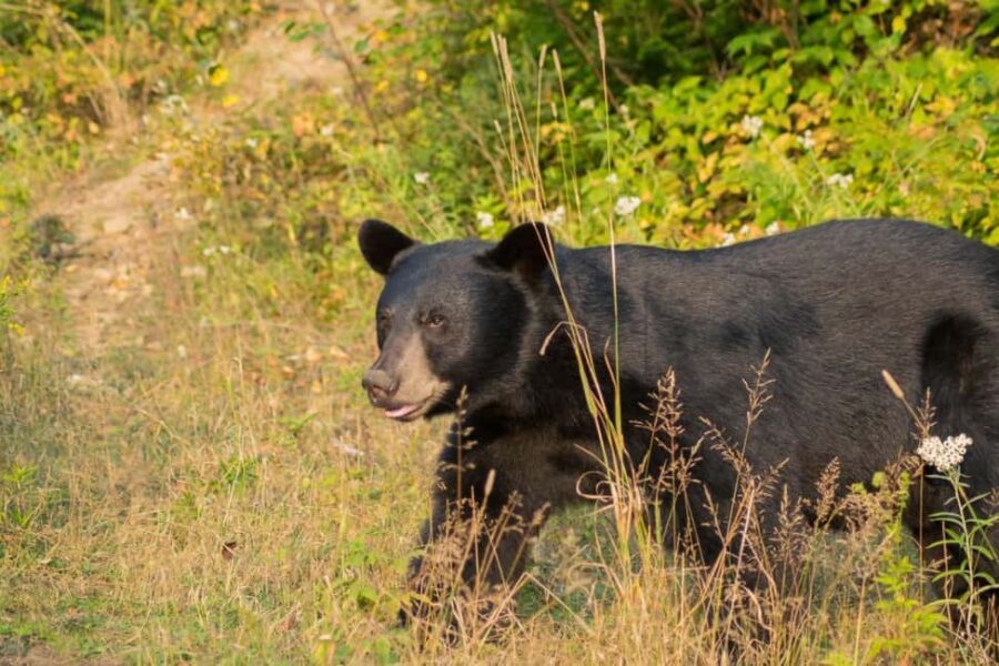 15 min. Tadoussac : Black Bear Observation with Expert Guide - An Honest Look at the Experience