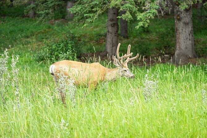 16 Days Premium Tour in Western Canada and Vancouver Island - Frequently Asked Questions