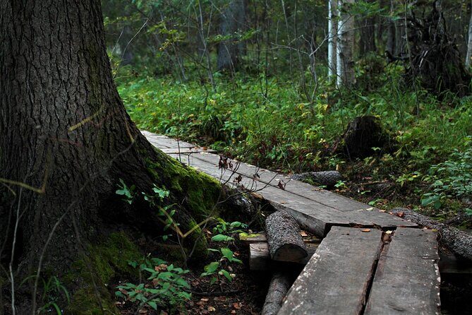 2.5 Hours Hike in Vaattunkikongas Forest Trail - The Sum Up