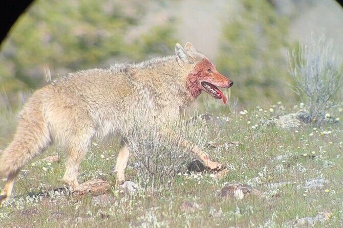 2 Day Yellowstone Safari Upper and Lower Loop Bozeman - Final Thoughts