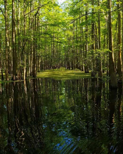 2-hour Eco-Swamp Tour - The Itinerary: What You Can Expect