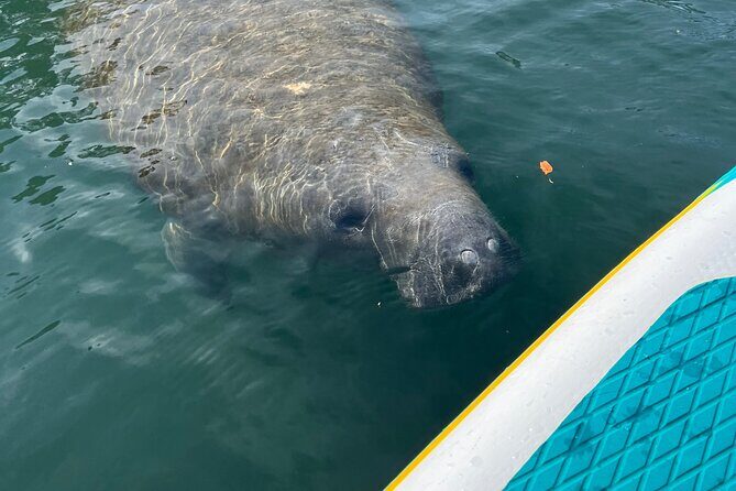 2 Hour Paddle Board Rental - The Sum Up