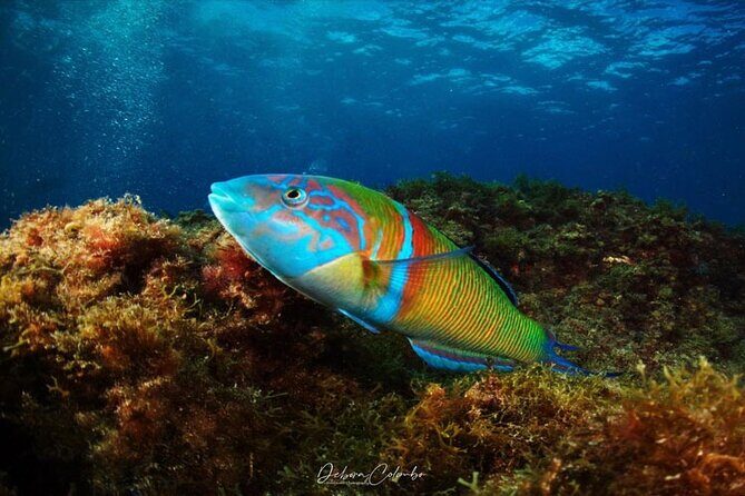 2 Hours Guided Snorkeling Tour in Playa Chica - A Detailed Look at the 2-Hour Guided Snorkeling Tour in Playa Chica