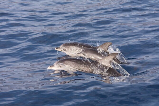 2 HR Dolphin Tour in North Myrtle Beach - Final Thoughts: Is It Worth It?