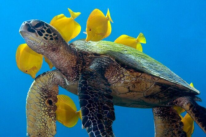 2-Tank Daytime Scuba Dive Boat Trip - Practical Details: What You Need to Know