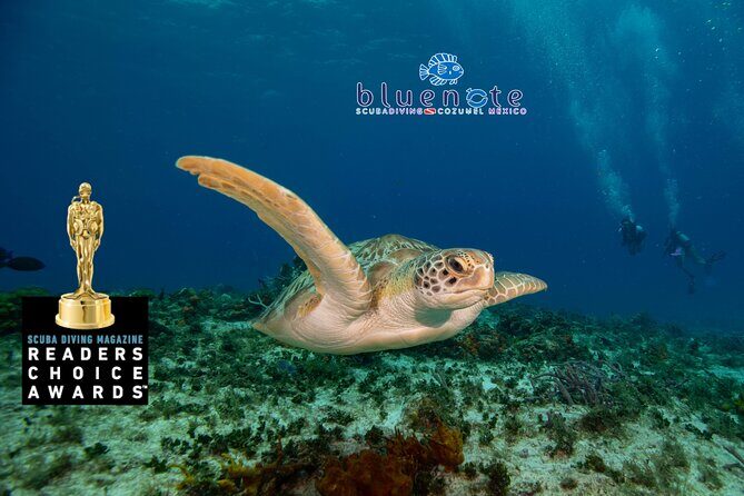 2 Tank Morning Dive: Scuba Diving in Cozumel - Who Should Book This Tour?