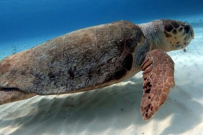 2 tanks for certified divers - An In-Depth Look at the Experience