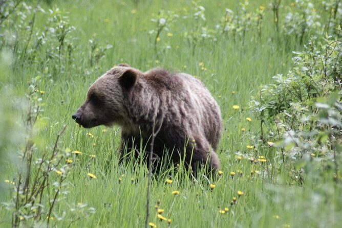 3 Day Banff National Park Johnston Canyon Voyage Car Tour - Practical Insights and Value