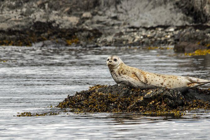 3 Hour Kayaking Tours from Friday Harbor - Who Will Love This Experience?