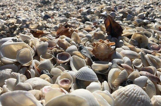 3 Hour Keewaydin Island Shelling Adventure - What’s Included and What’s Not