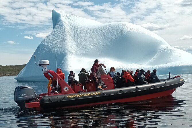 3 Hour Ocean Safari by Zodiac Boat -Whales & Icebergs seasonally - Practical Tips & Considerations